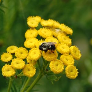 Bumblebee on tansies