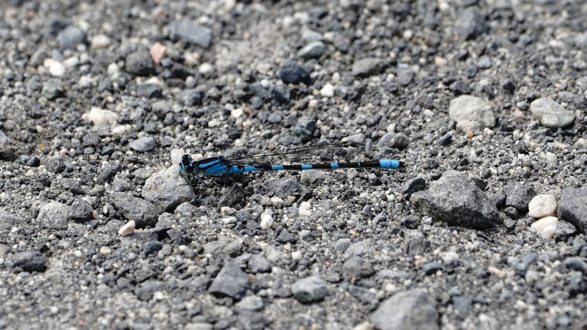 Common Blue Damselfly