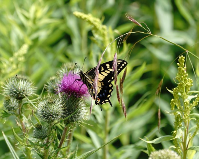 Tiger Swallowtail