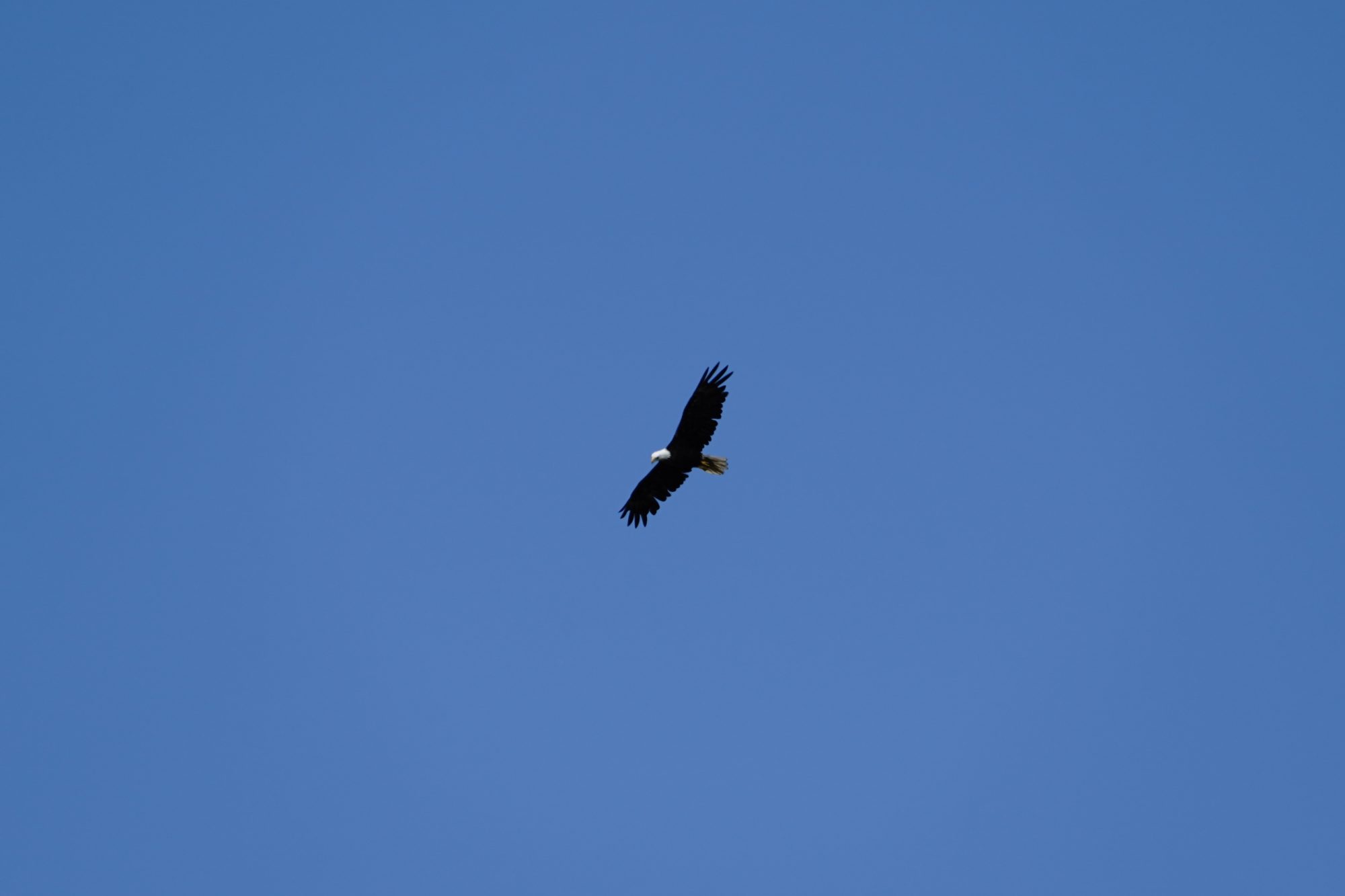 Bald Eagle