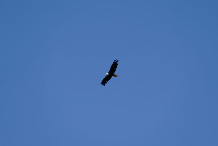 Bald Eagle