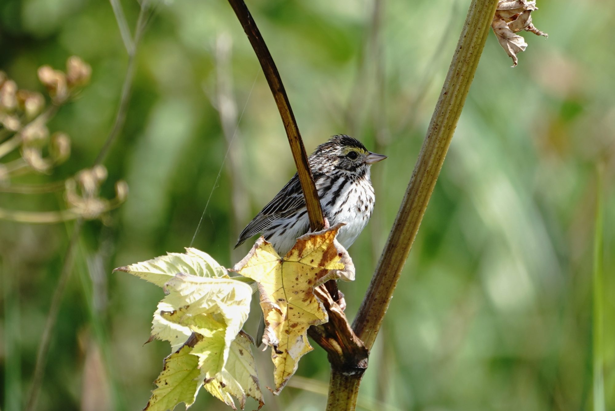 Savannah Sparrow