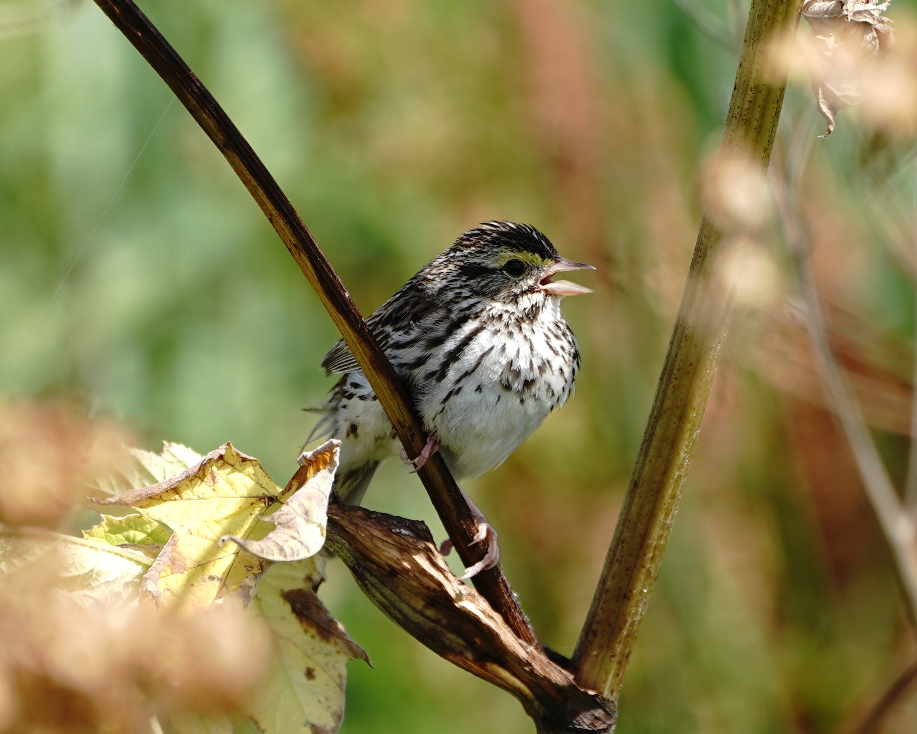 Savannah Sparrow