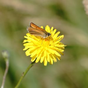 Woodland Skipper moth