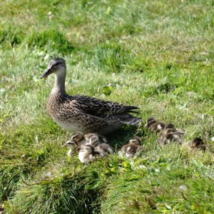 Mallard mom and ducklings