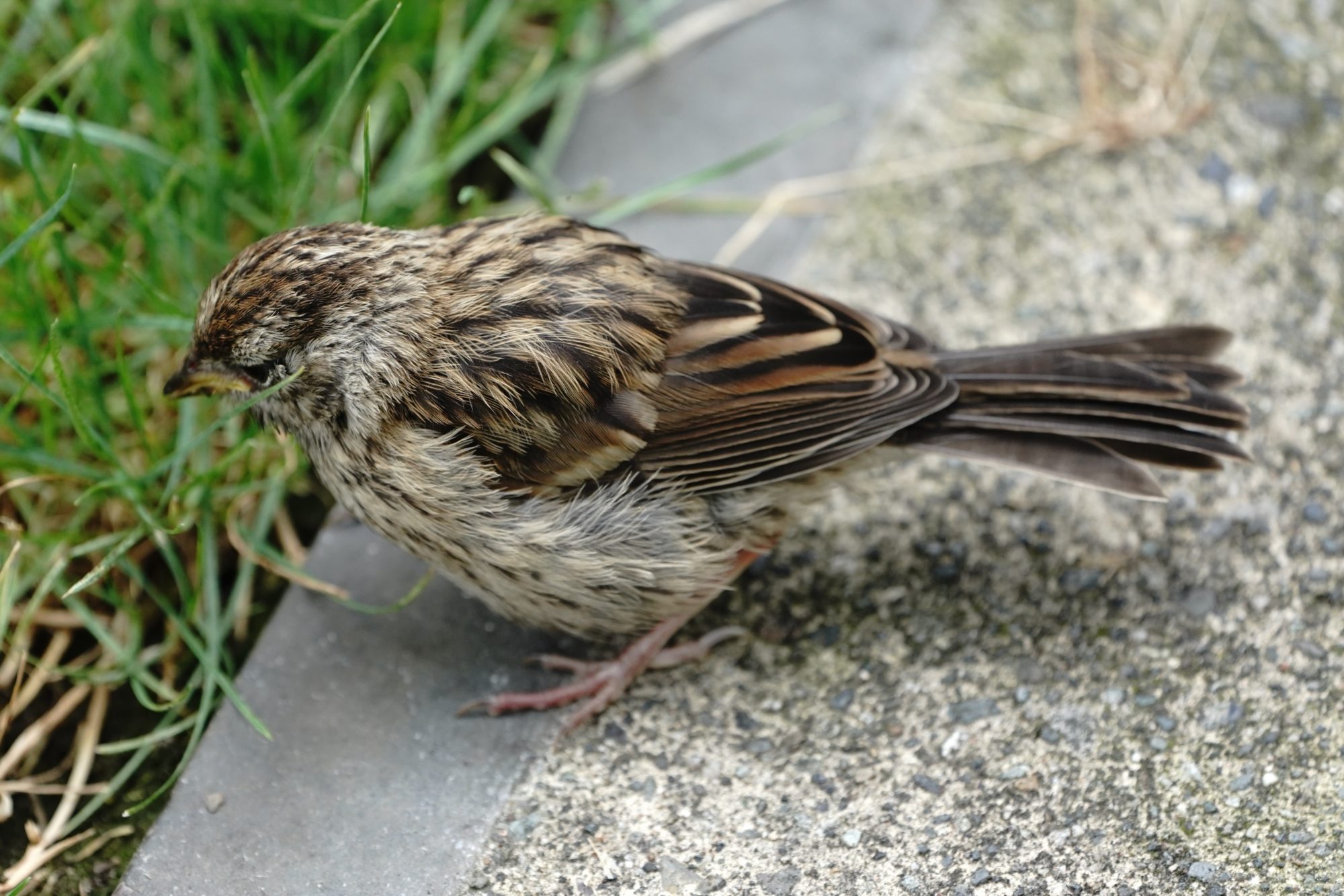 Immature White-crowned Sparrow