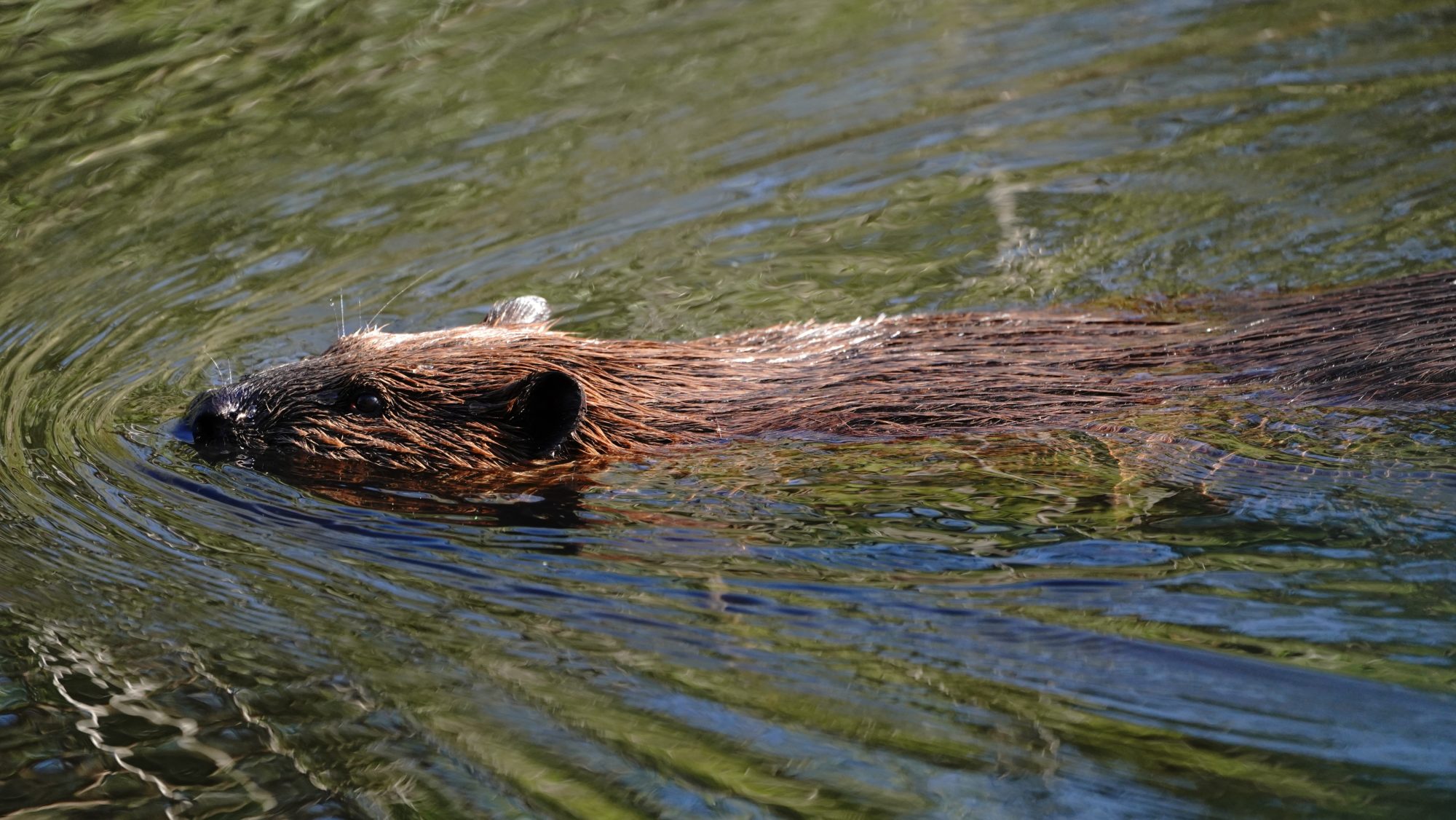 Beaver