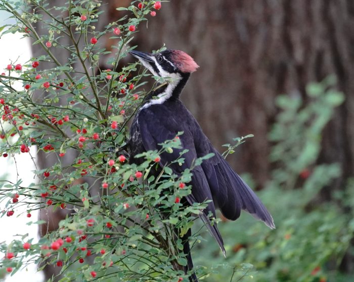 Pileated Woodpecker