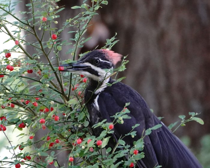 Pileated Woodpecker