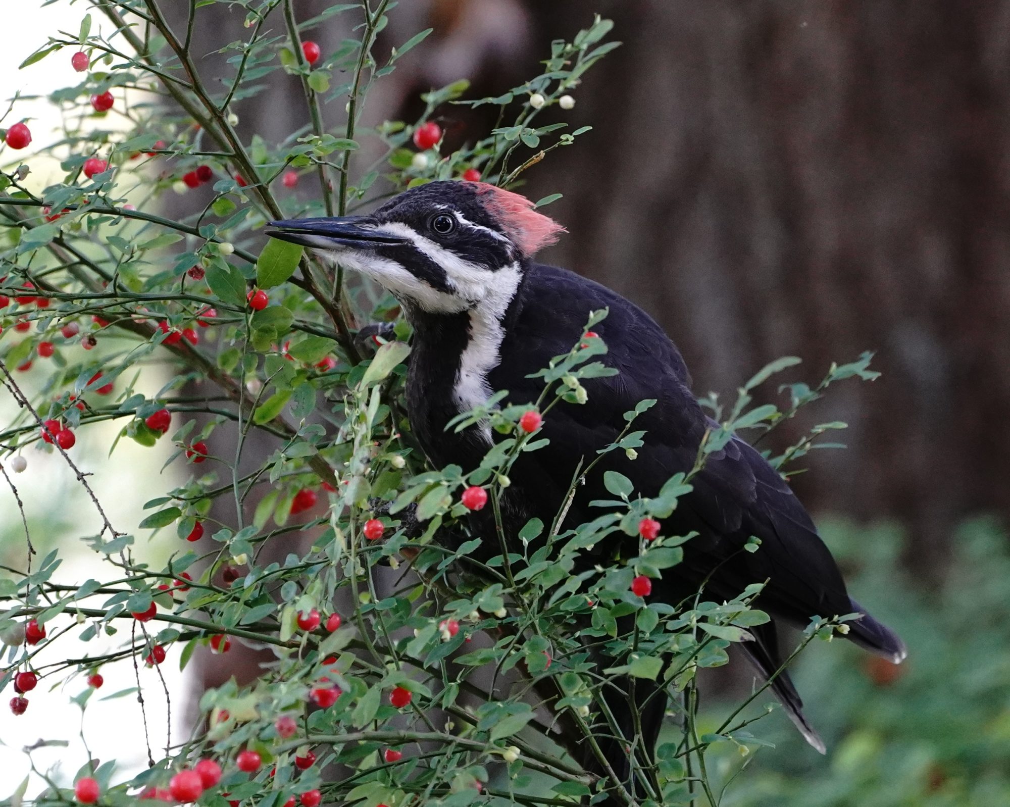 Pileated Woodpecker