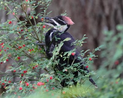Pileated Woodpecker