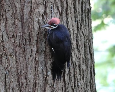 Pileated Woodpecker