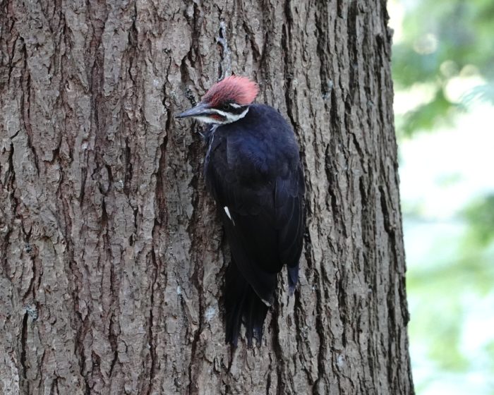 Pileated Woodpecker