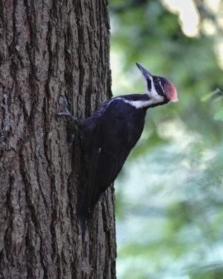 Pileated Woodpecker