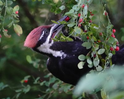 Pileated Woodpecker