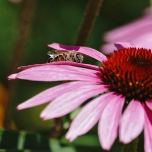 Honeybee on pink flower