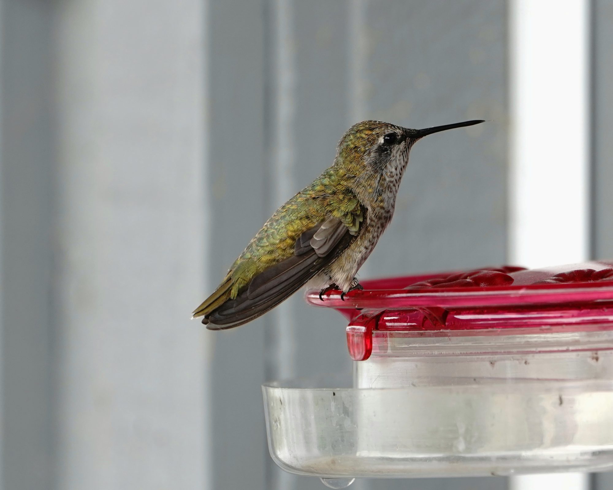 Anna's Hummingbird