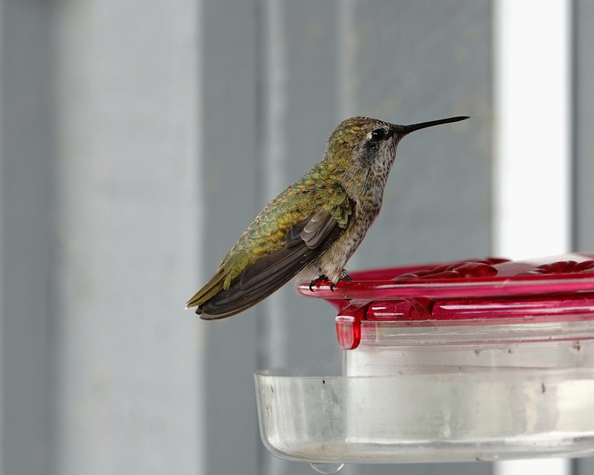 Anna's Hummingbird