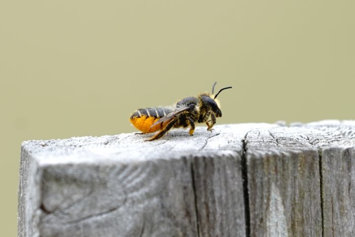 Leafcutter bee