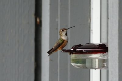 Rufous Hummingbird