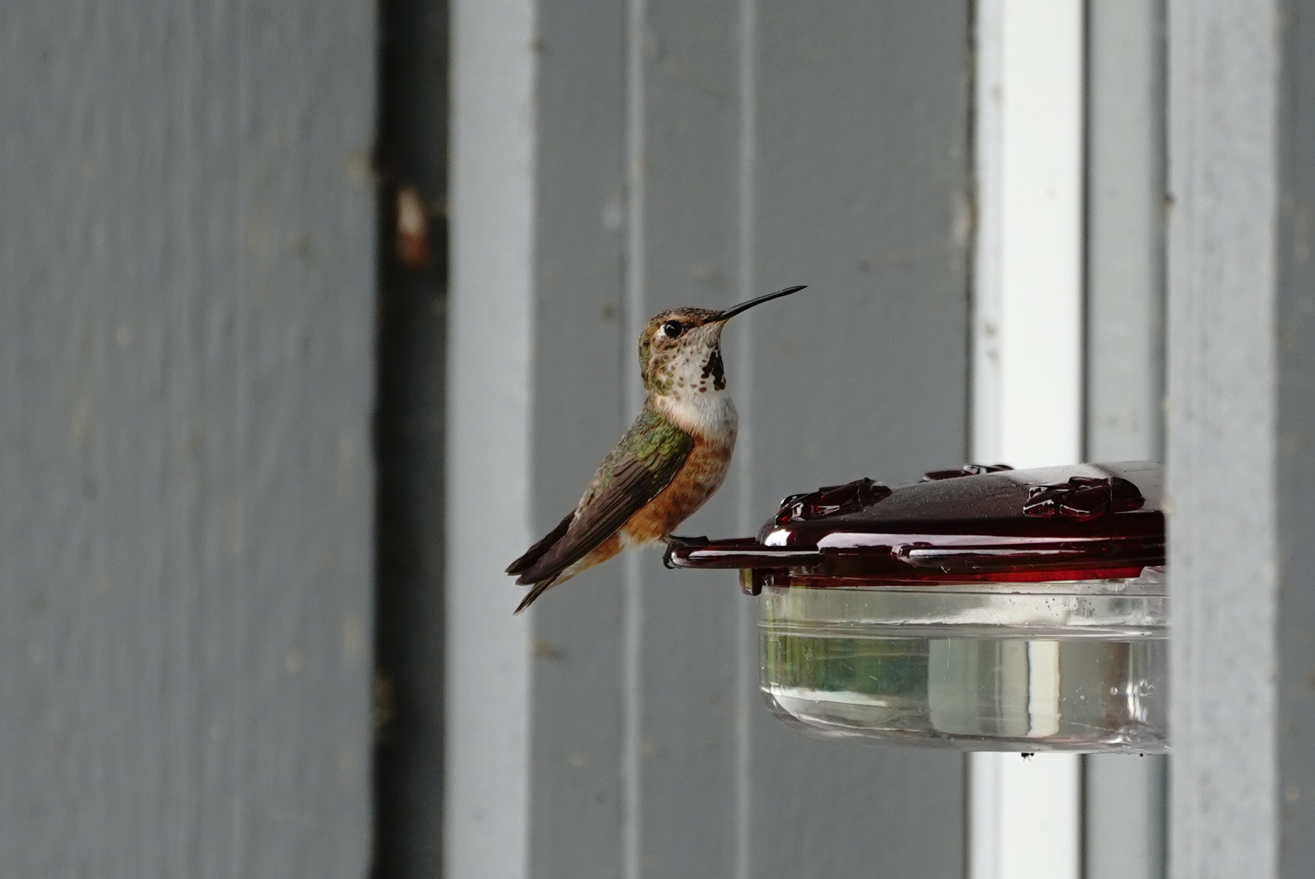 Rufous Hummingbird