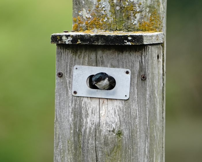 Tree Swallow