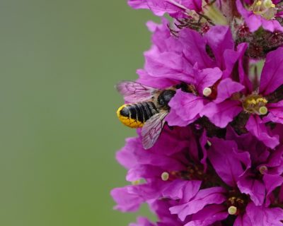 Leafcutter bee