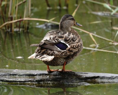 Mallard on a log