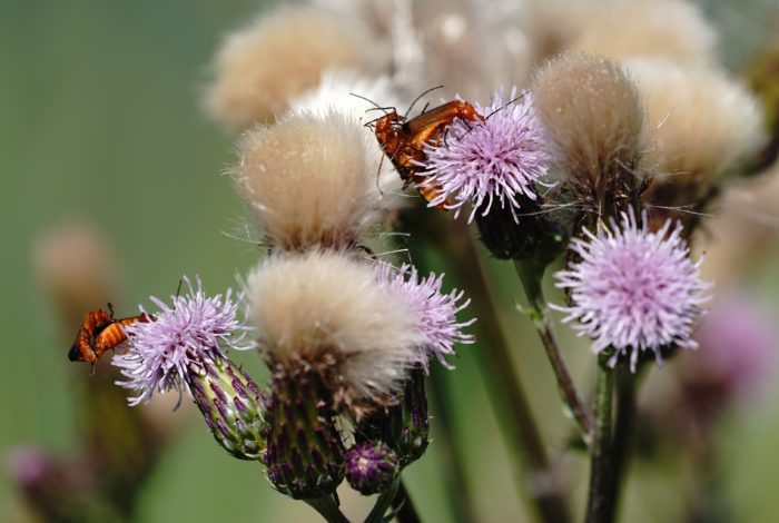 Red soldier beetles