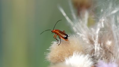 Red soldier beetle