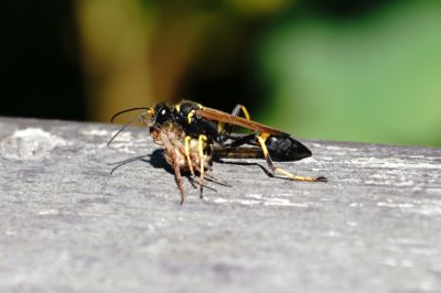 Wasp with prey