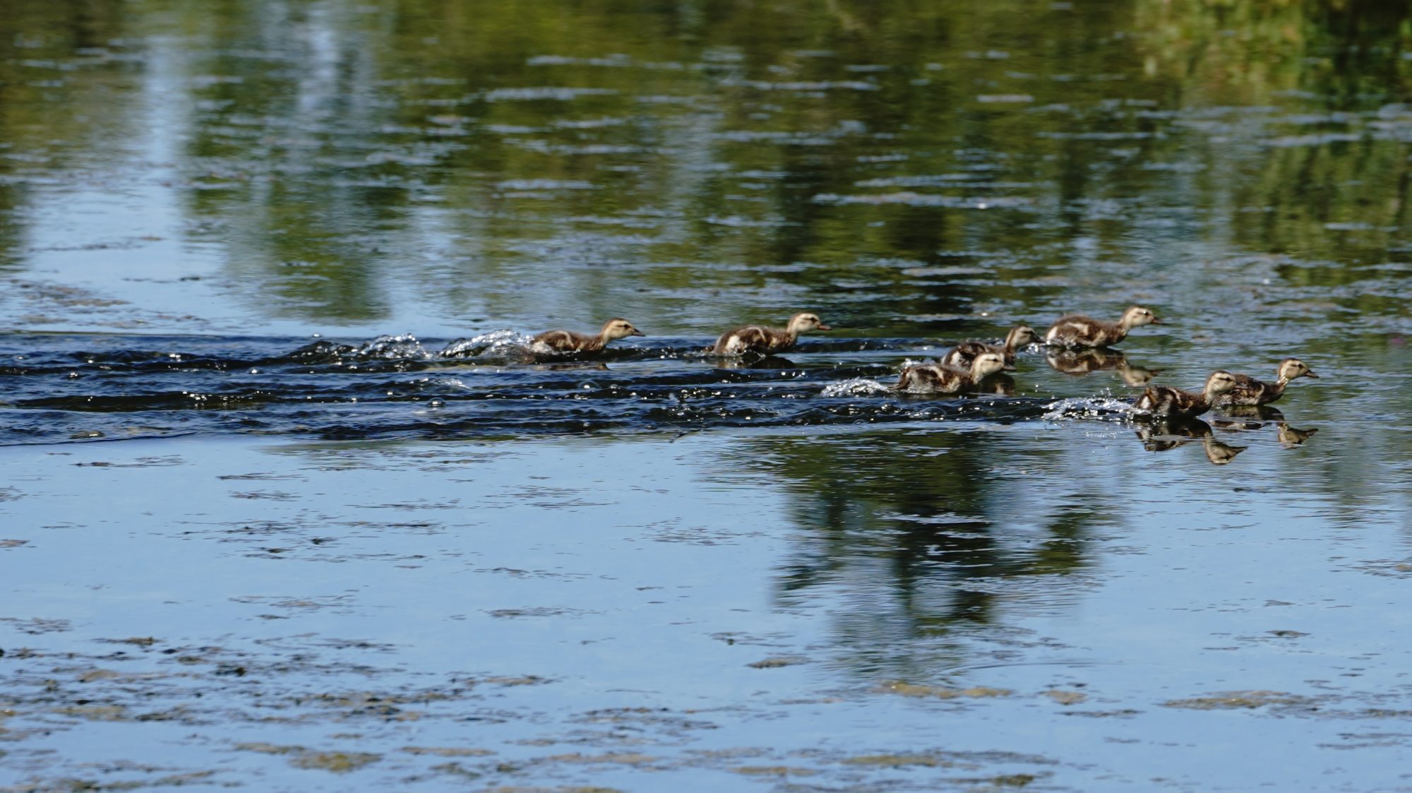 Mallard ducklings
