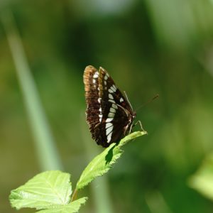 Lorquin's Admiral butterfly
