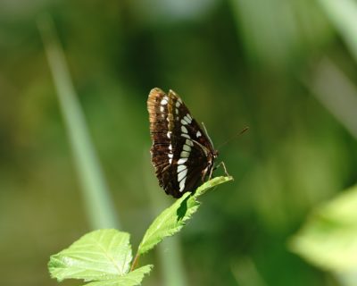 Lorquin's Admiral butterfly