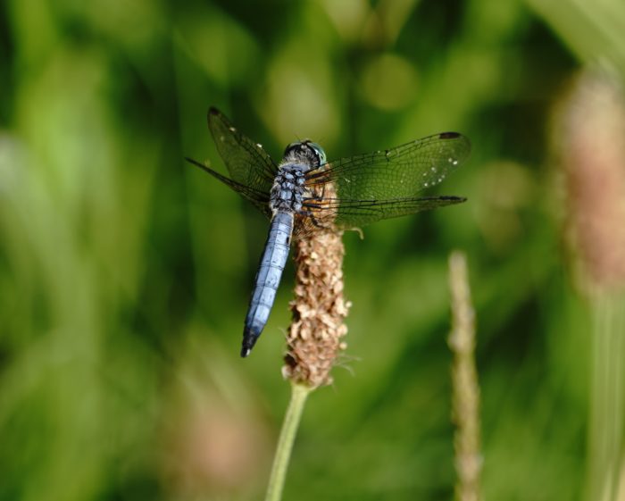 Blue Dasher dragonfly