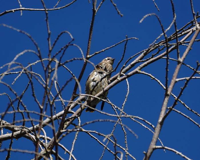 Cedar Waxwing juvenile