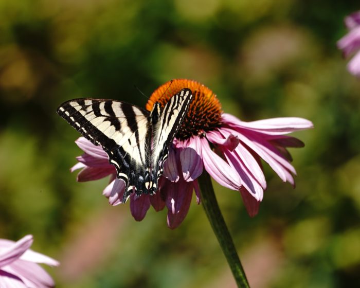 Tiger Swallowtail