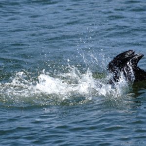 Cormorant splashing around
