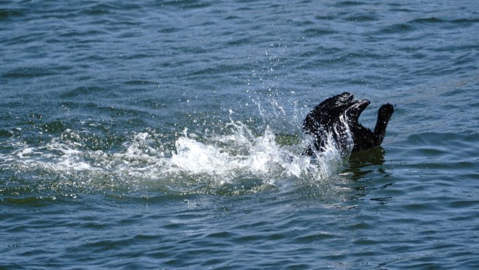 Cormorant splashing around