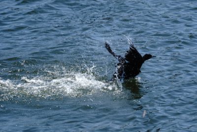 Cormorant splashing around