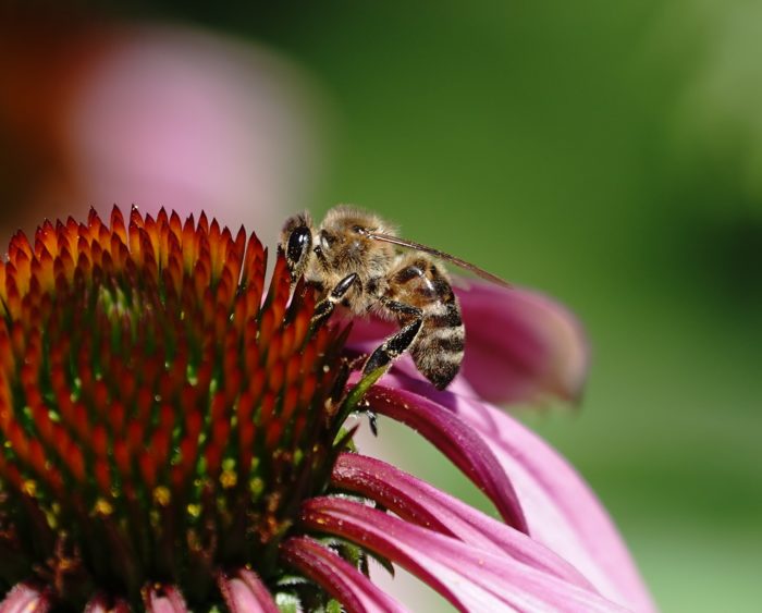 Bee on a flower