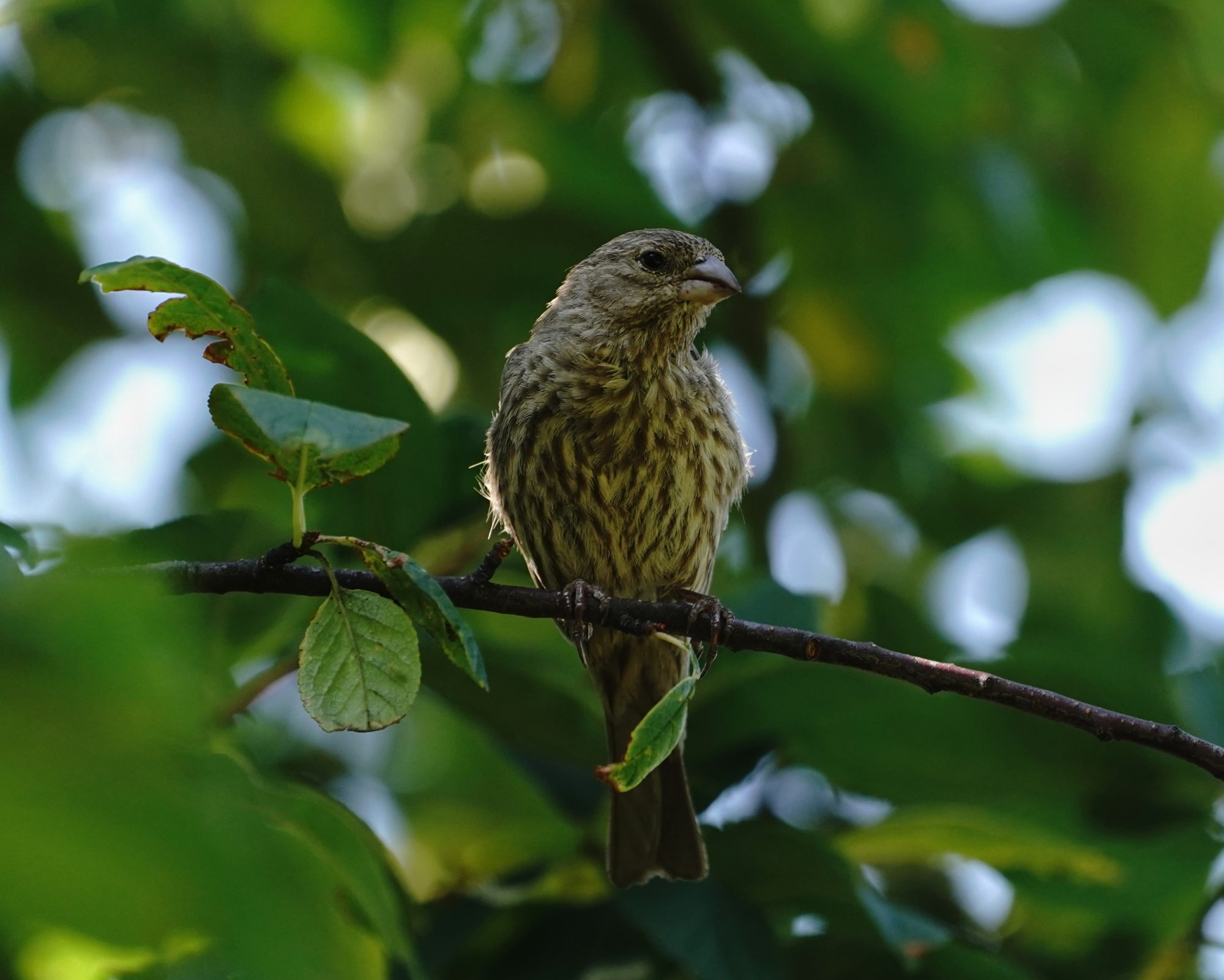 Female house finch