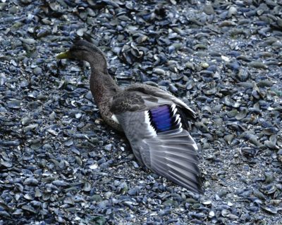 Stretching Mallard