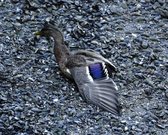 Stretching Mallard