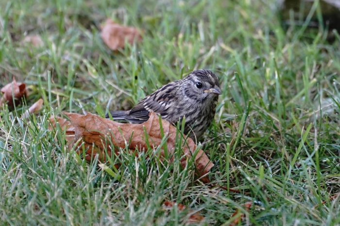Immature White-crowned Sparrow