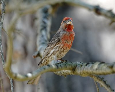 House Finch