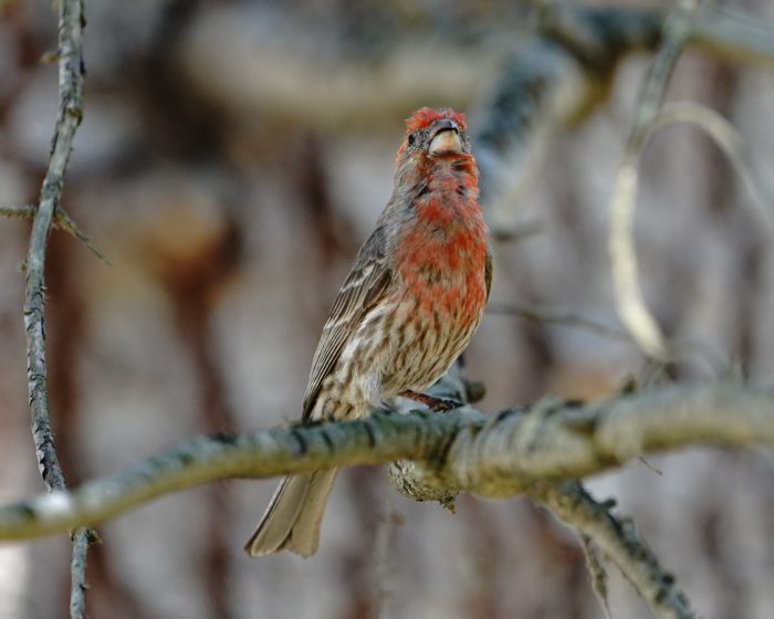 House Finch