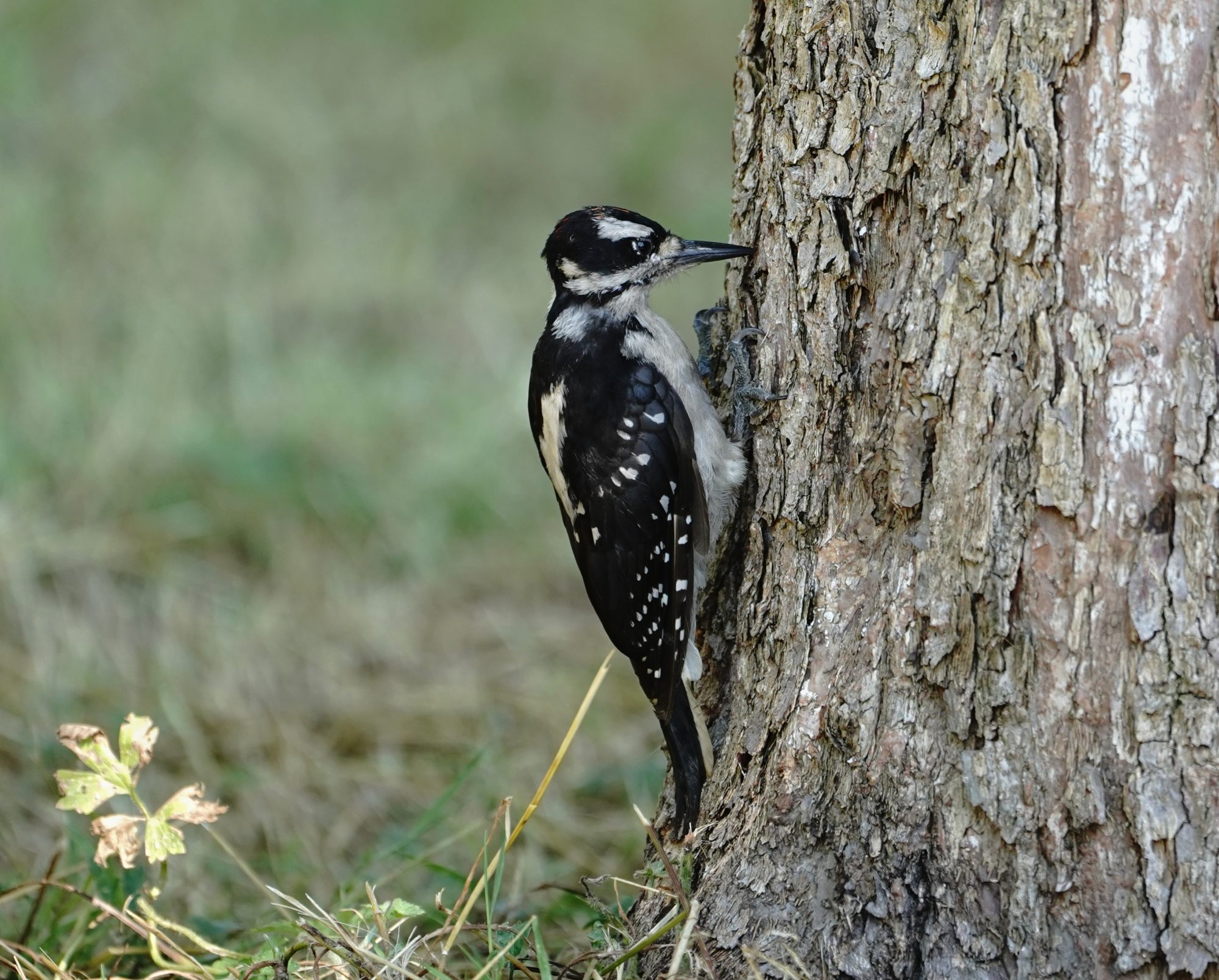 Hairy Woodpecker