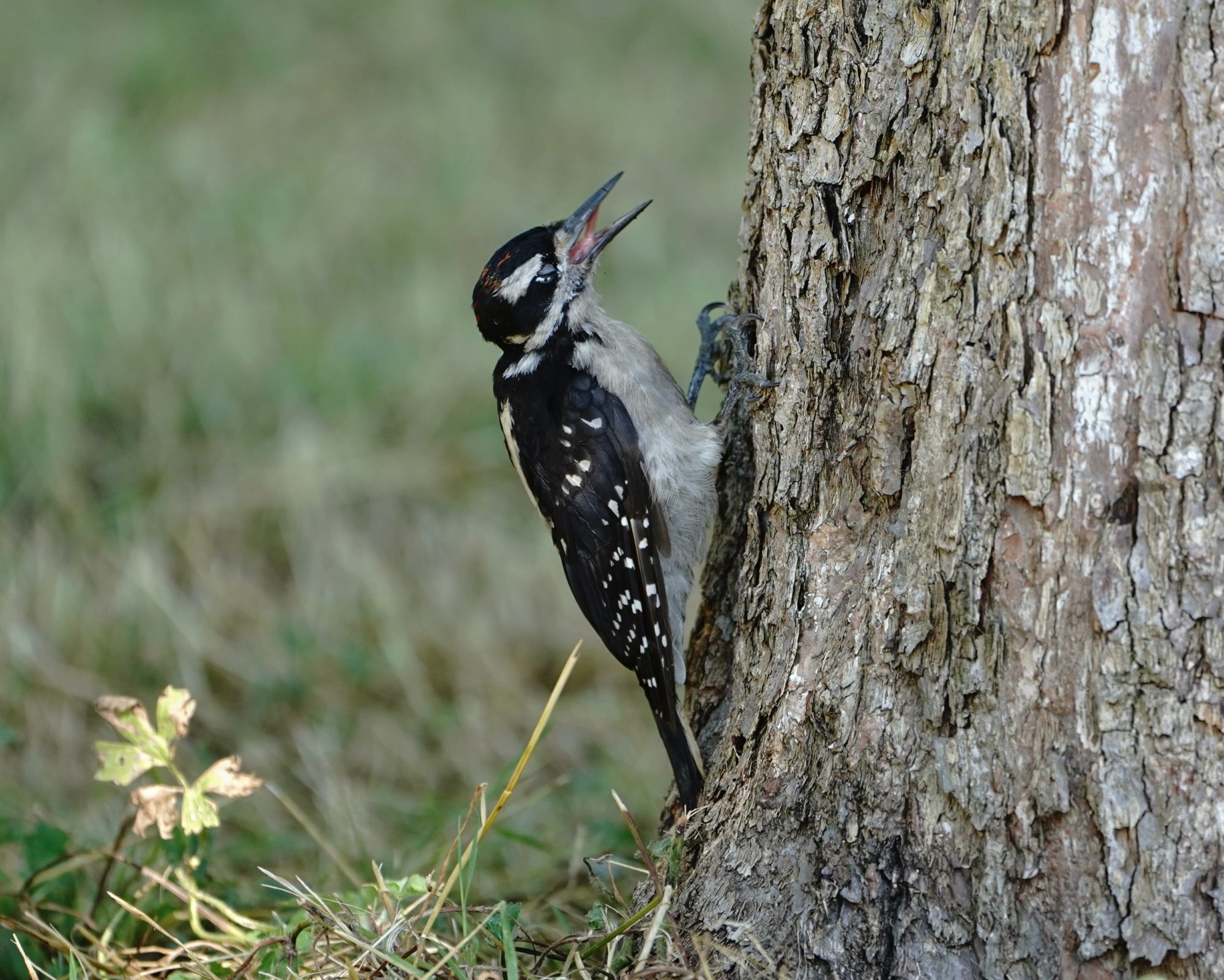 Hairy Woodpecker