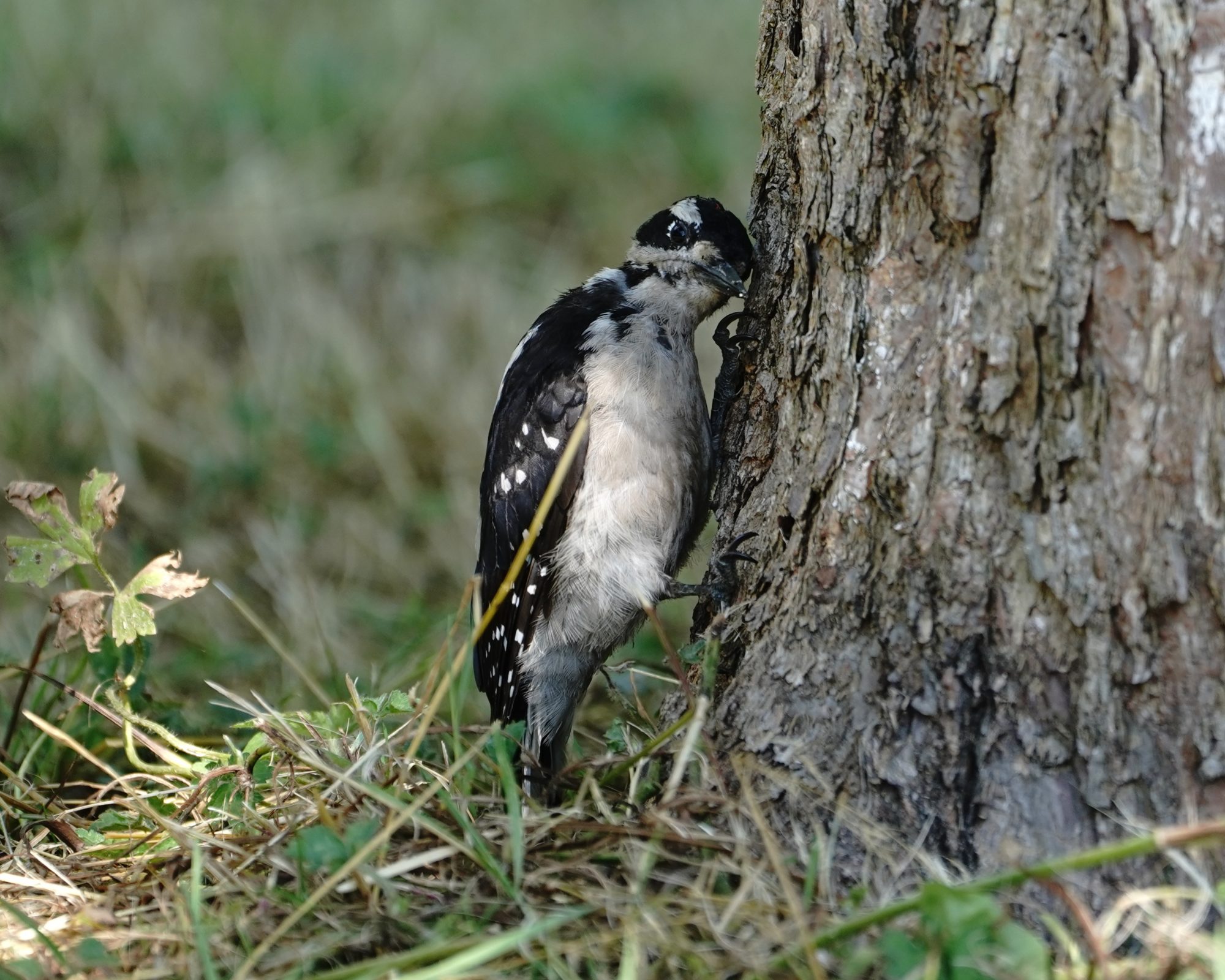 Hairy Woodpecker